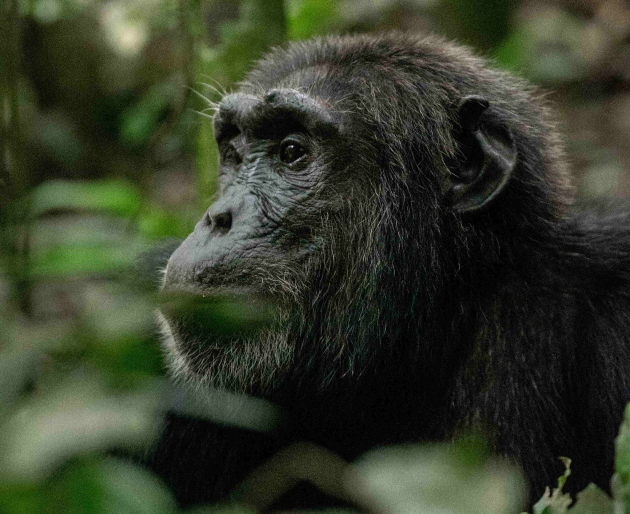 kibale chimpanzee trekking scaled