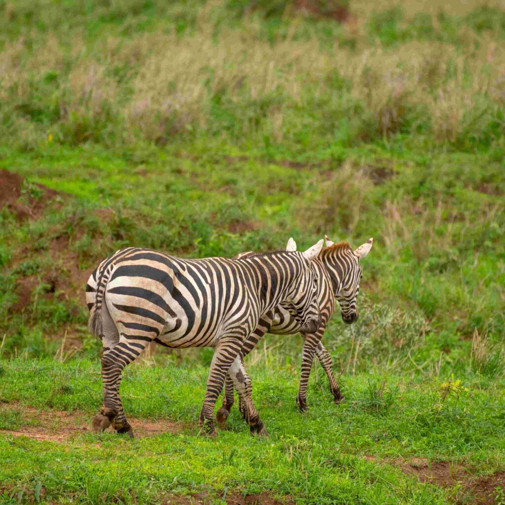 kidepo valley national park uganda scaled