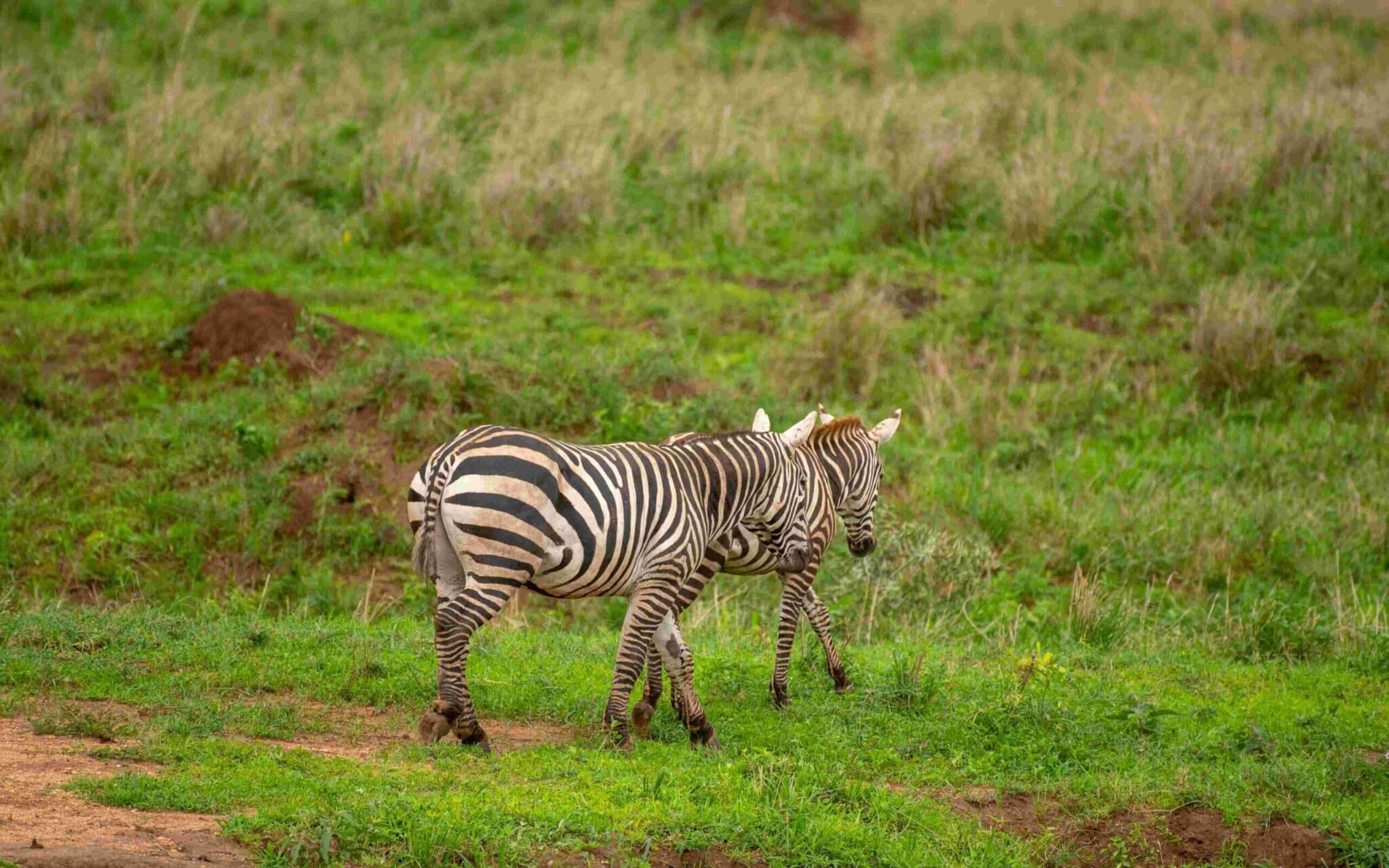 kidepo valley national park uganda scaled