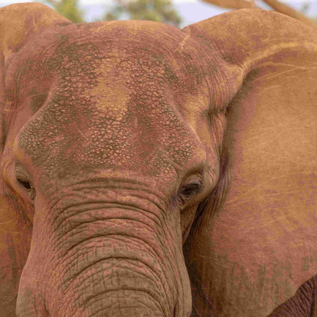 queen elizabeth national park uganda  scaled