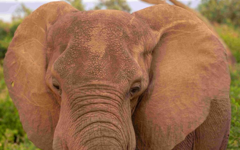 queen elizabeth national park uganda  scaled