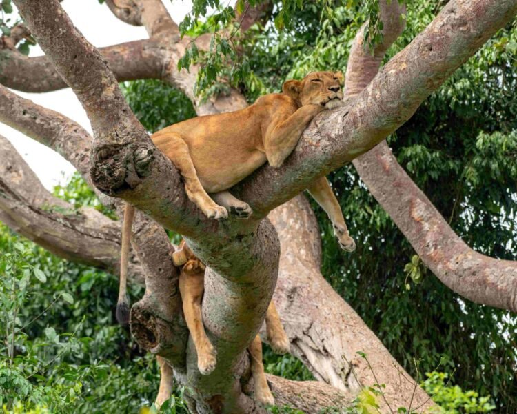 tree climbing lion queen elizabeth national park