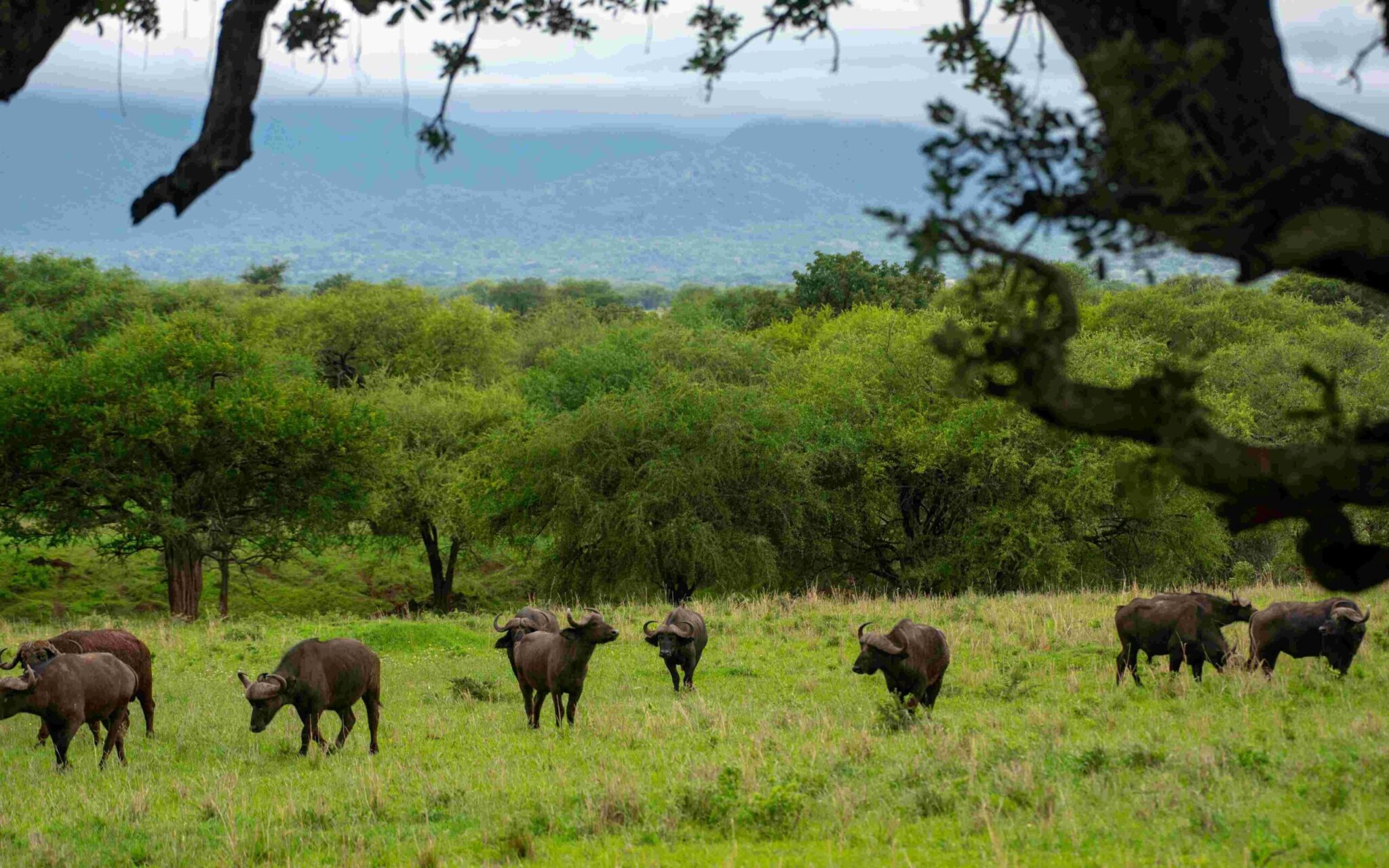 uganda safari atttractions scaled