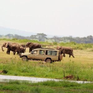 wild uganda safaris