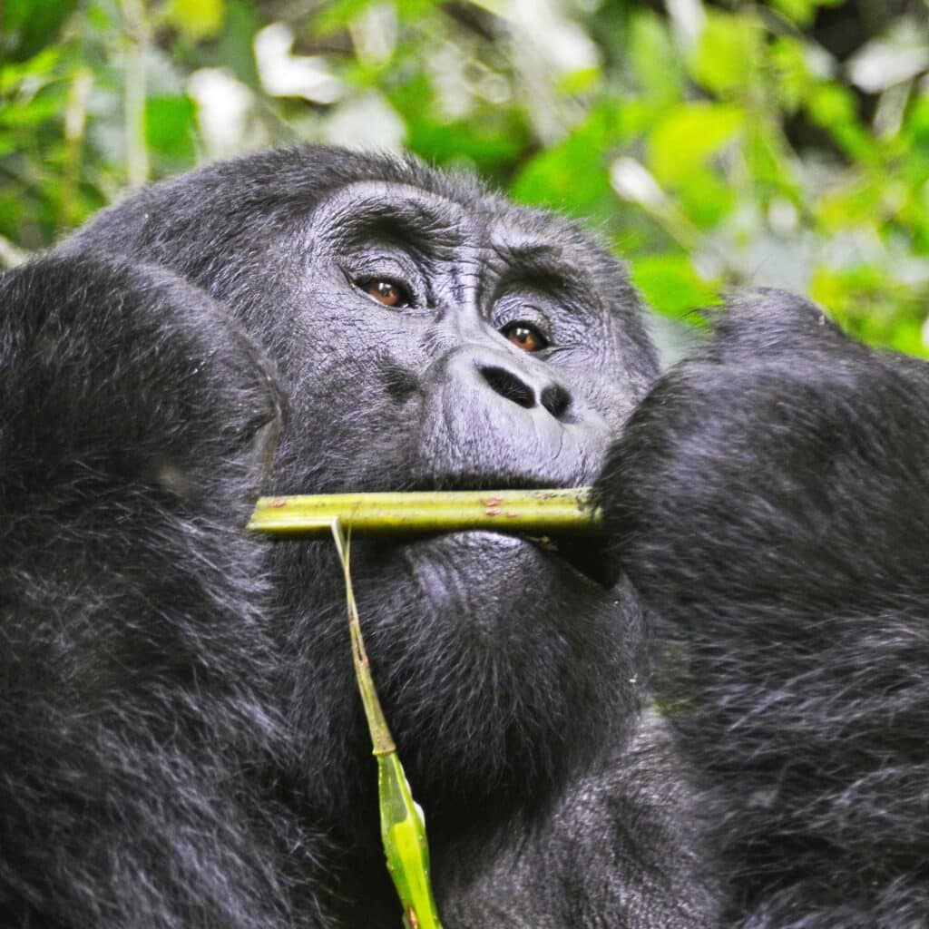 gorilla trekking Uganda safari tours scaled