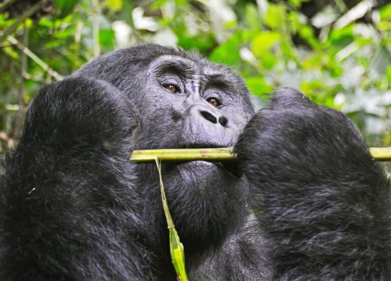 gorilla trekking Uganda safari tours scaled