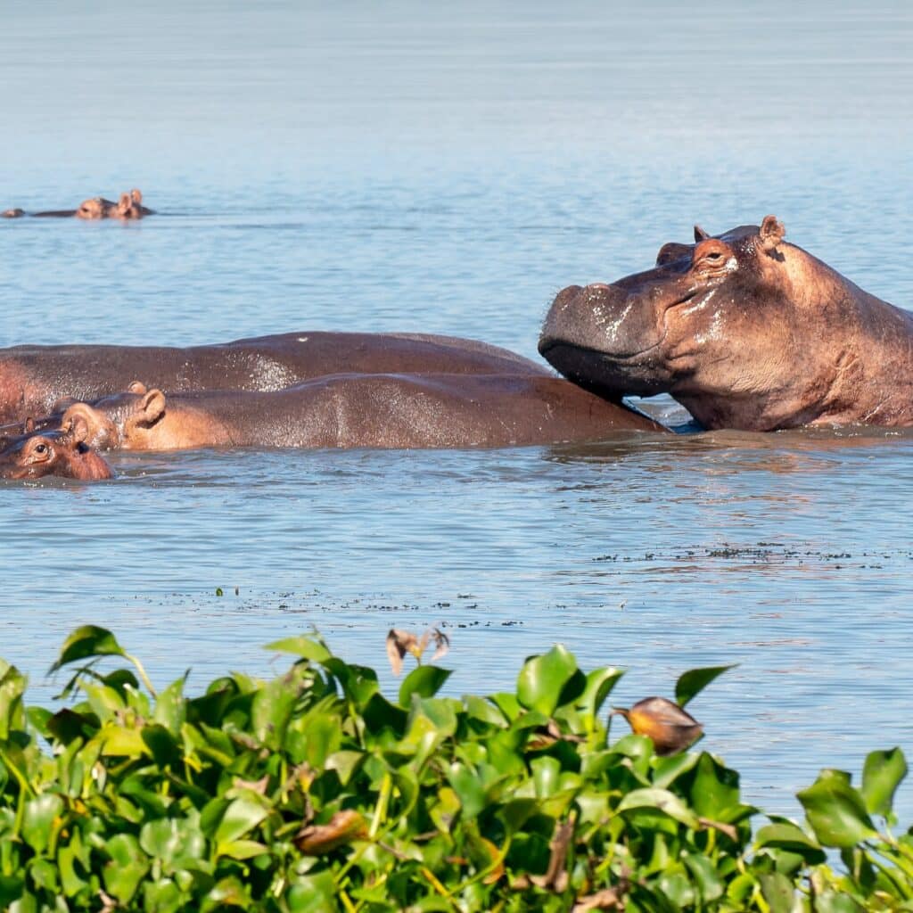 uganda safaris boat safaris scaled