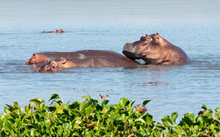 uganda safaris boat safaris scaled