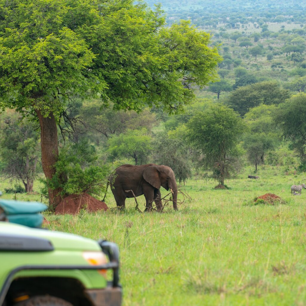 Game Drives Uganda Safari Tours