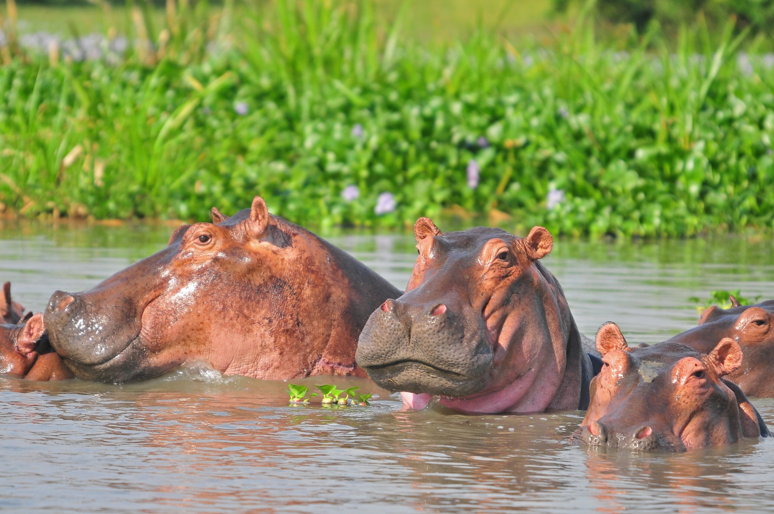 Safaris in Uganda Africa - Boat Safari Murchison falls