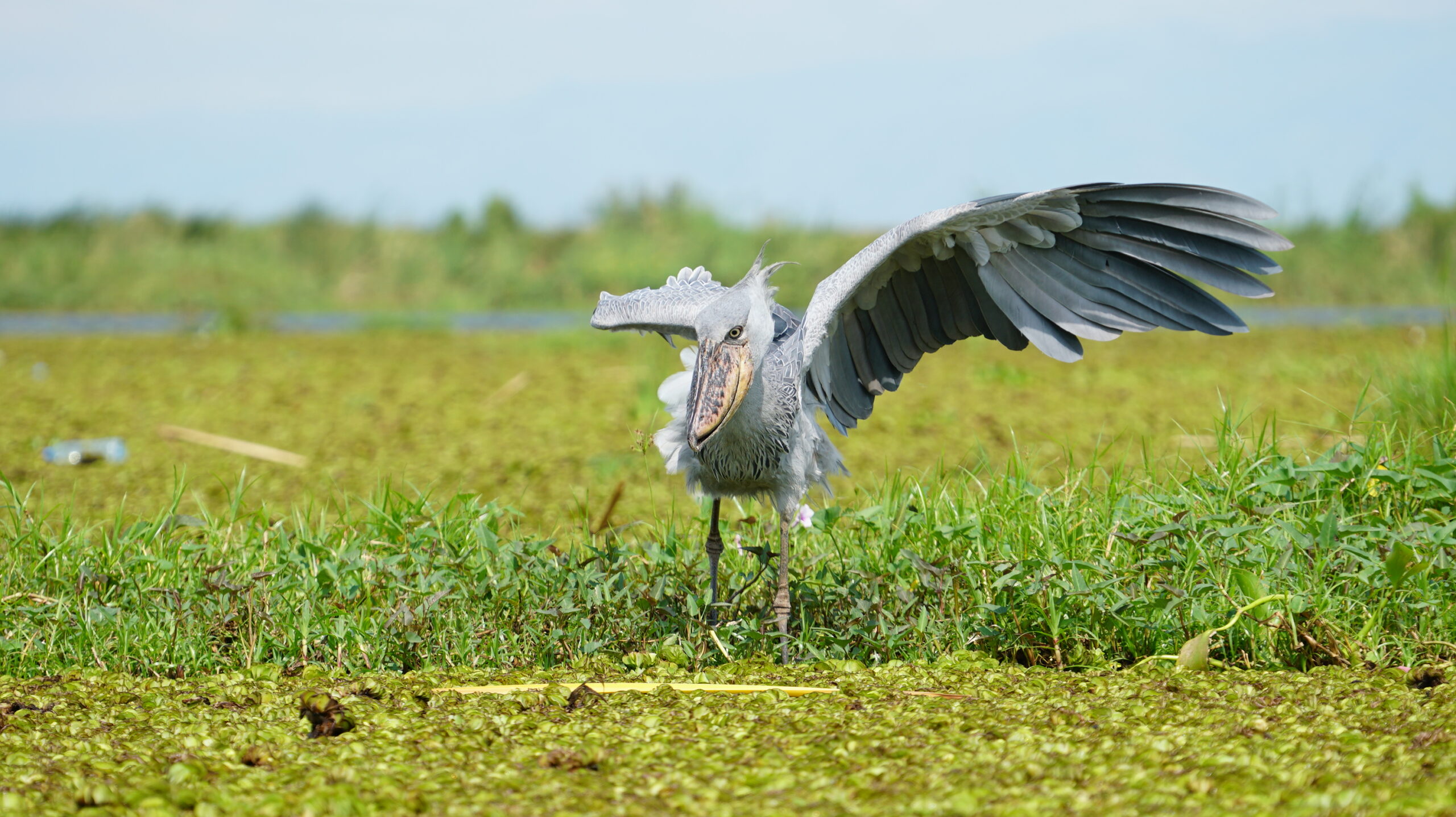 birding safari in uganda