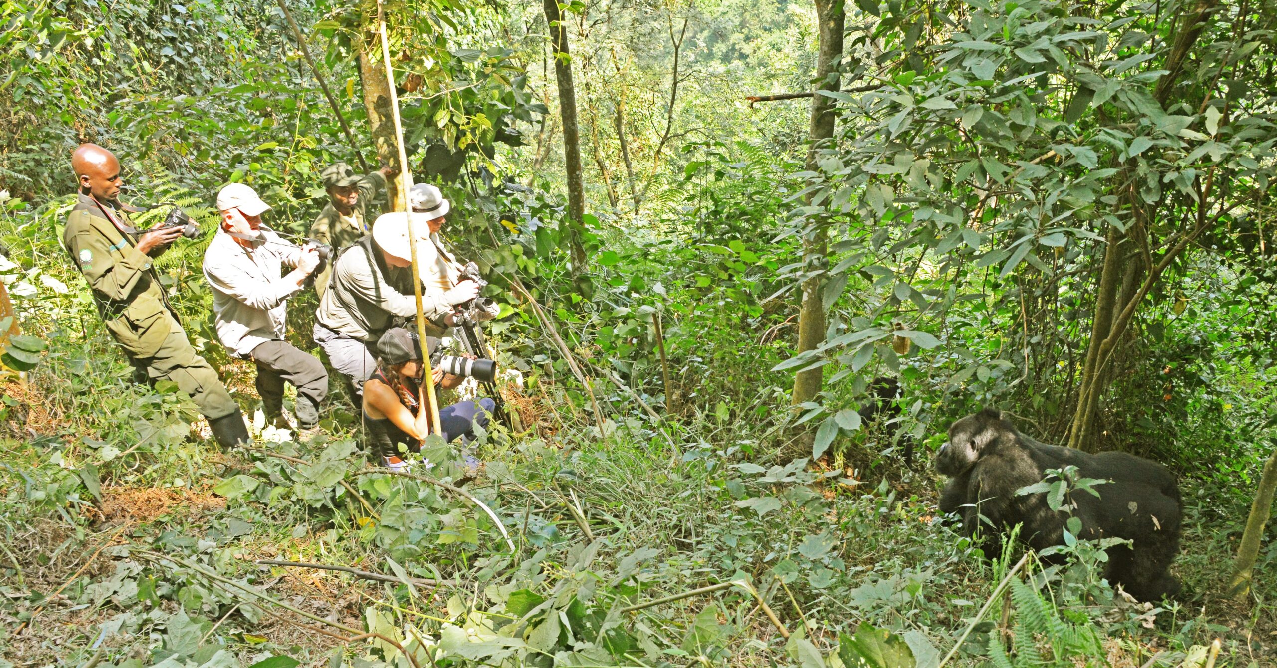 gorilla trekking Uganda Safaris