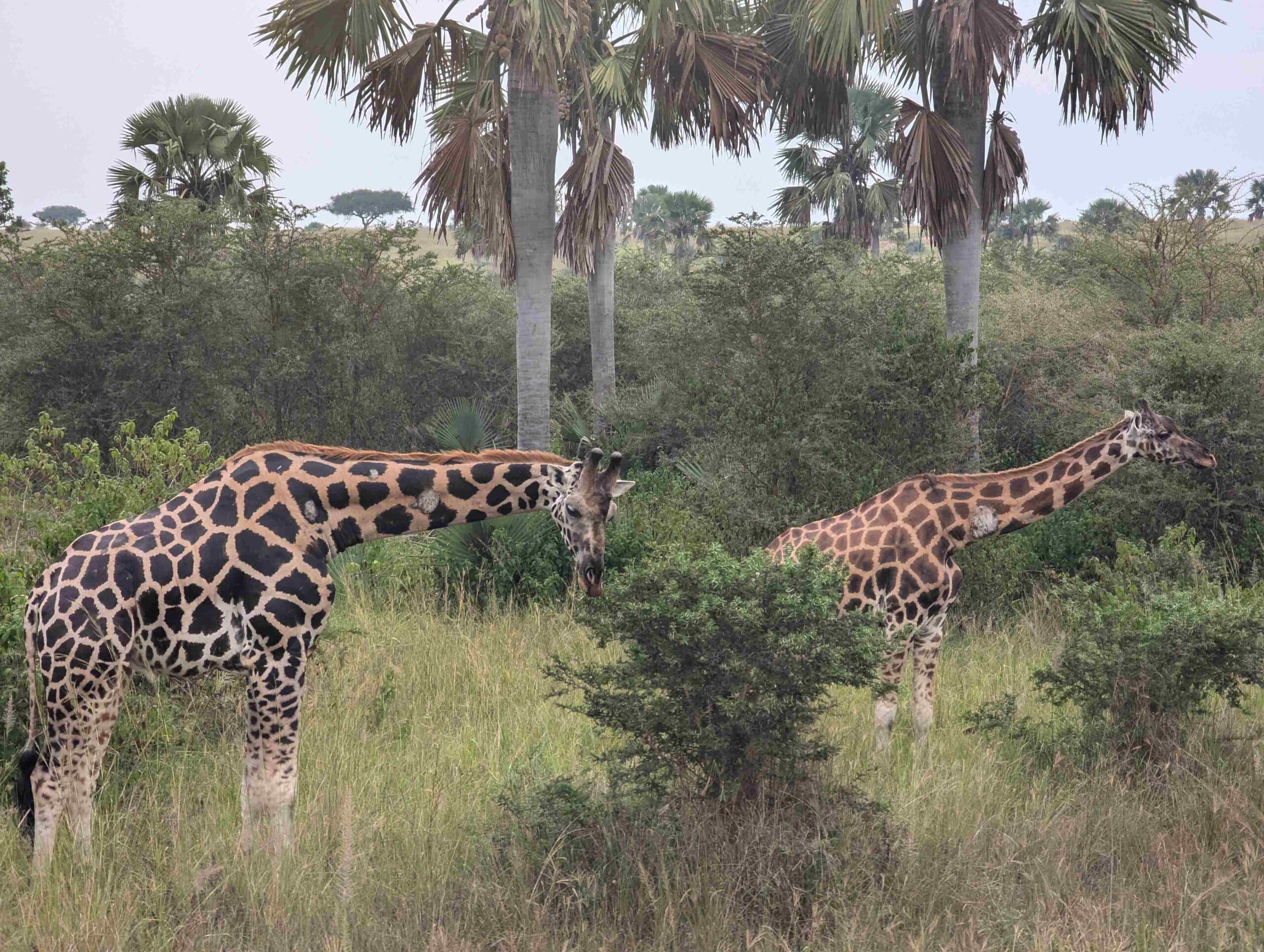 Safaris in Uganda Africa