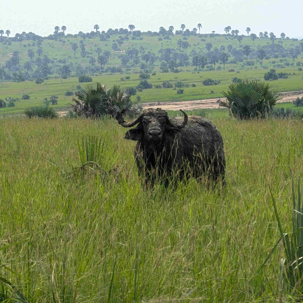 safari holidays uganda tours