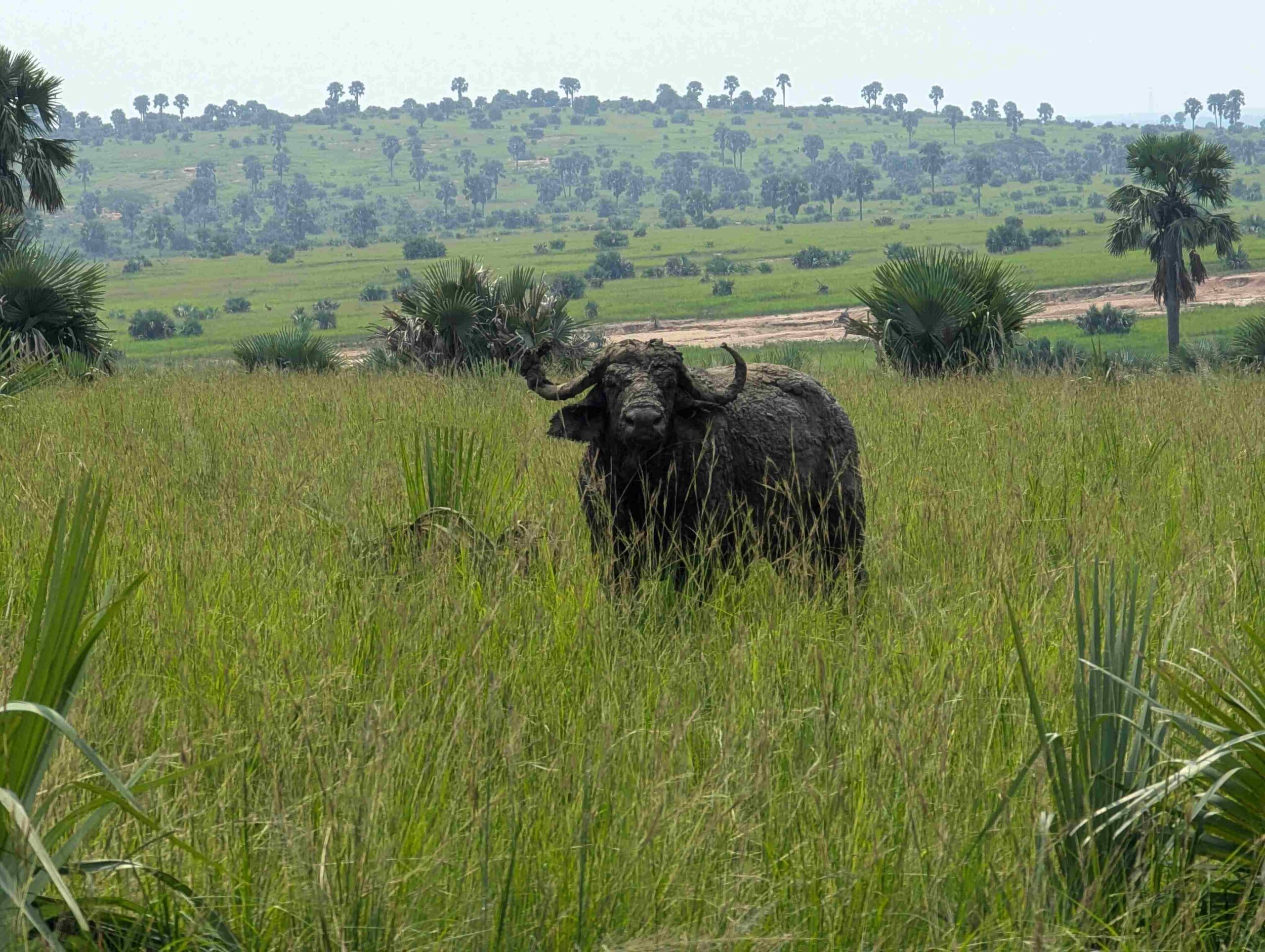 safari holidays uganda tours